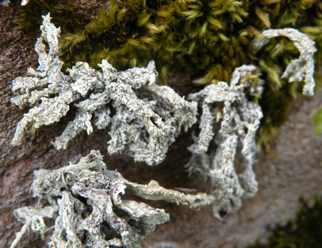 Un''altra Ramalina gallese, Ramalina polymorpha?